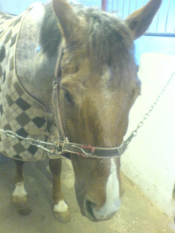 Welsh Cob (sec D) Goya **solgt** billede 2