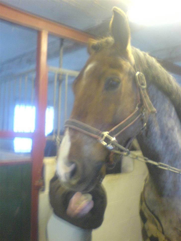 Welsh Cob (sec D) Goya **solgt** billede 3