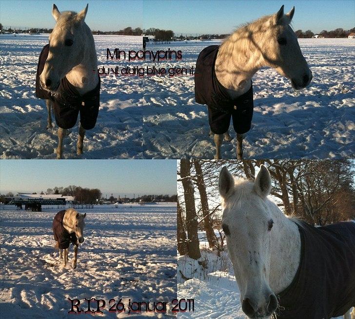 Anden særlig race Bento (RIP) - #1 December 2010 - de sidste billeder jeg modtog af min ponyprins :( billede 1