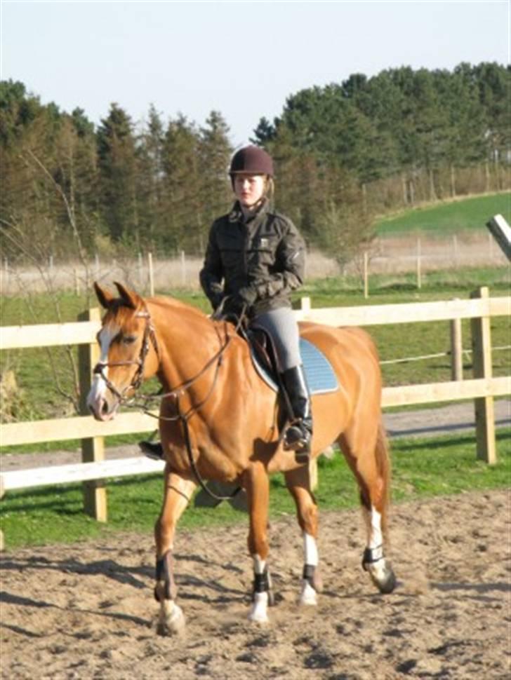 Anden særlig race Dixie {Givet væk} RIP - Opvarmning til springtræning (:  billede 17