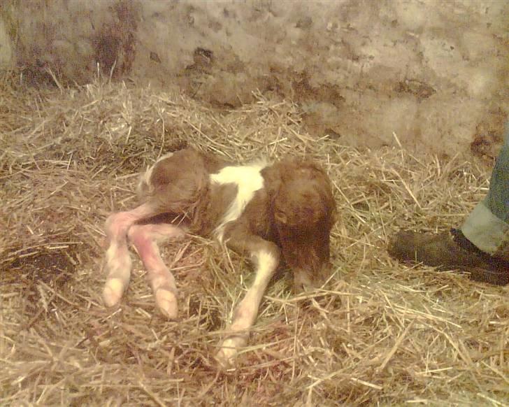 Dansk Miniature Hovvejens Duchess *solgt* billede 1