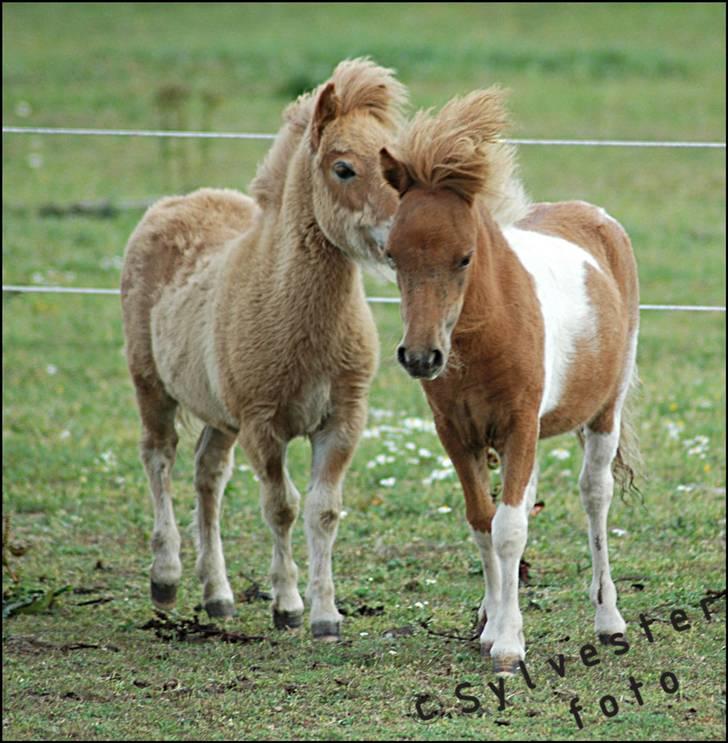 Dansk Miniature Hovvejens Duchess *solgt* billede 2