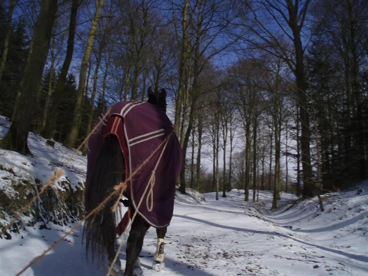 Anden særlig race De Light - vi kører med kælk efter Light når det er sne, han var virkelig dygtig til at lære det! <3 billede 16