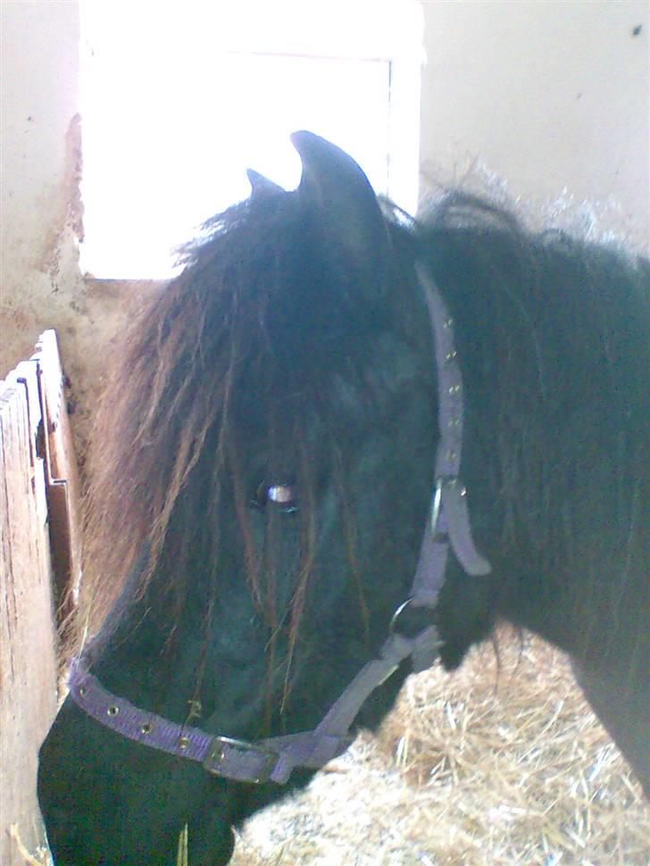 Shetlænder Trunde - Trunde i box billede 4