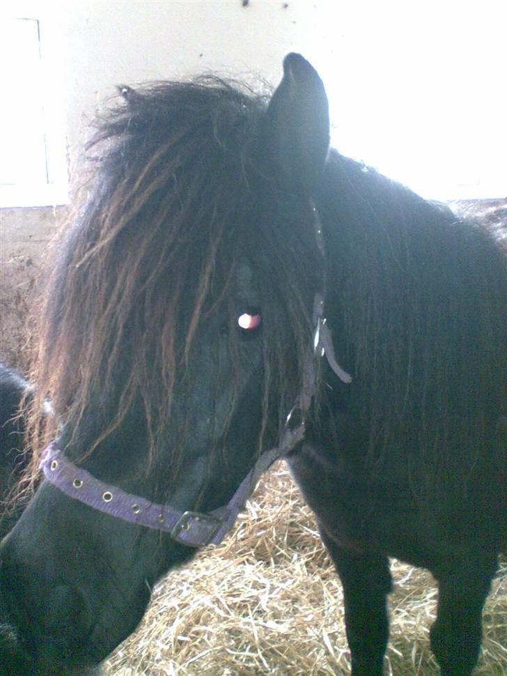 Shetlænder Trunde - Trunde i box billede 5