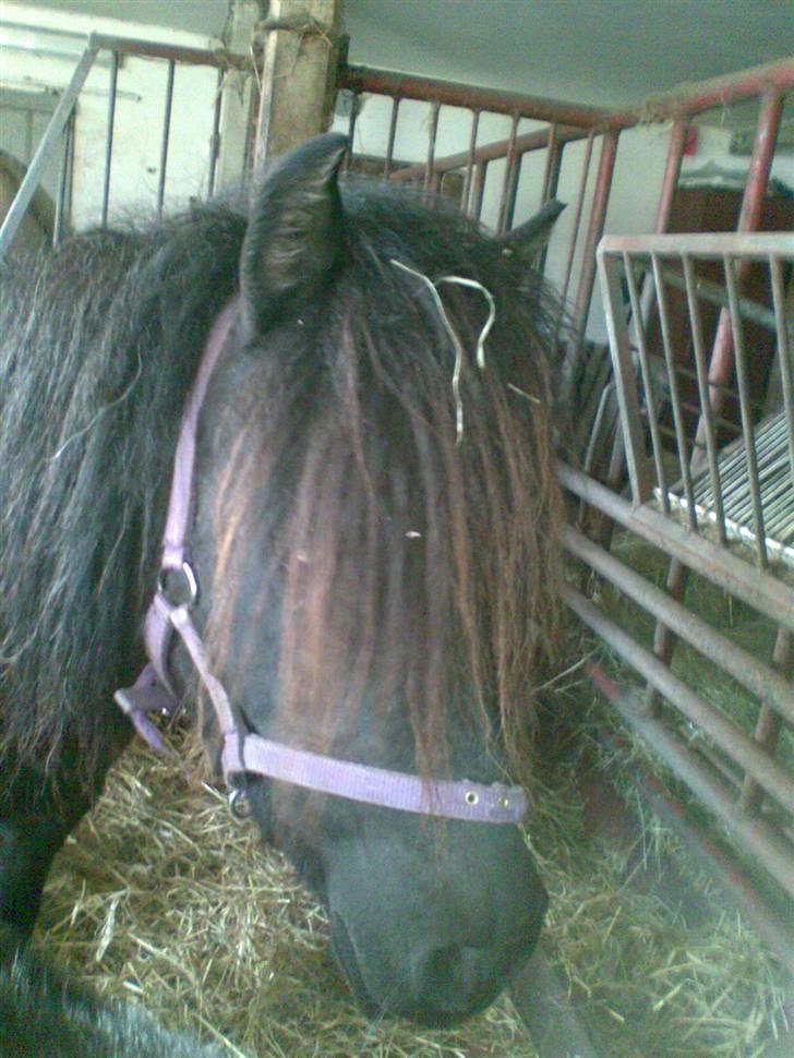 Shetlænder Trunde - Trunde i box.. med hendes flotte pande hår. billede 6