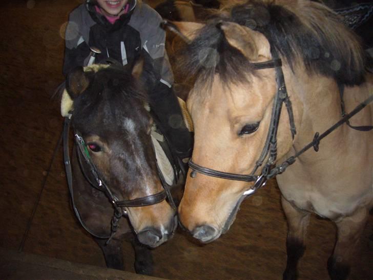 Anden særlig race Titan "Tidligere part" - buster&titan. billede 4