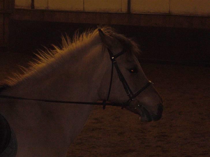 Anden særlig race Titan "Tidligere part" - han er køn ikk? billede 5