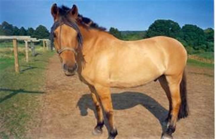 Anden særlig race Titan "Tidligere part" - yaayy i solen heeh billede 6