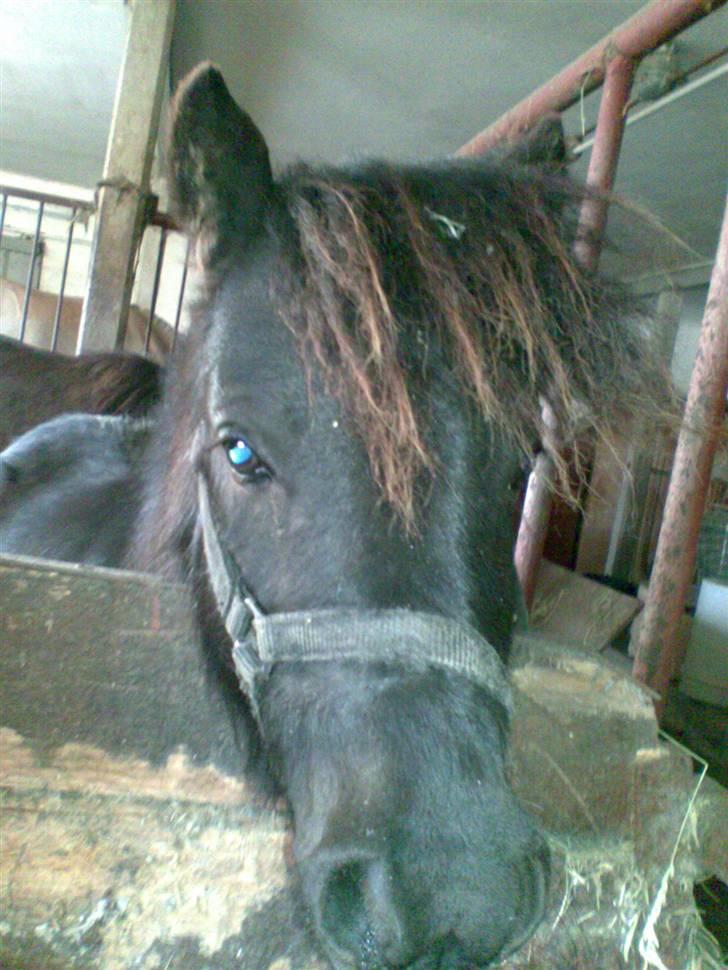 Shetlænder BOBBY - Nyskgærige Bobby billede 9