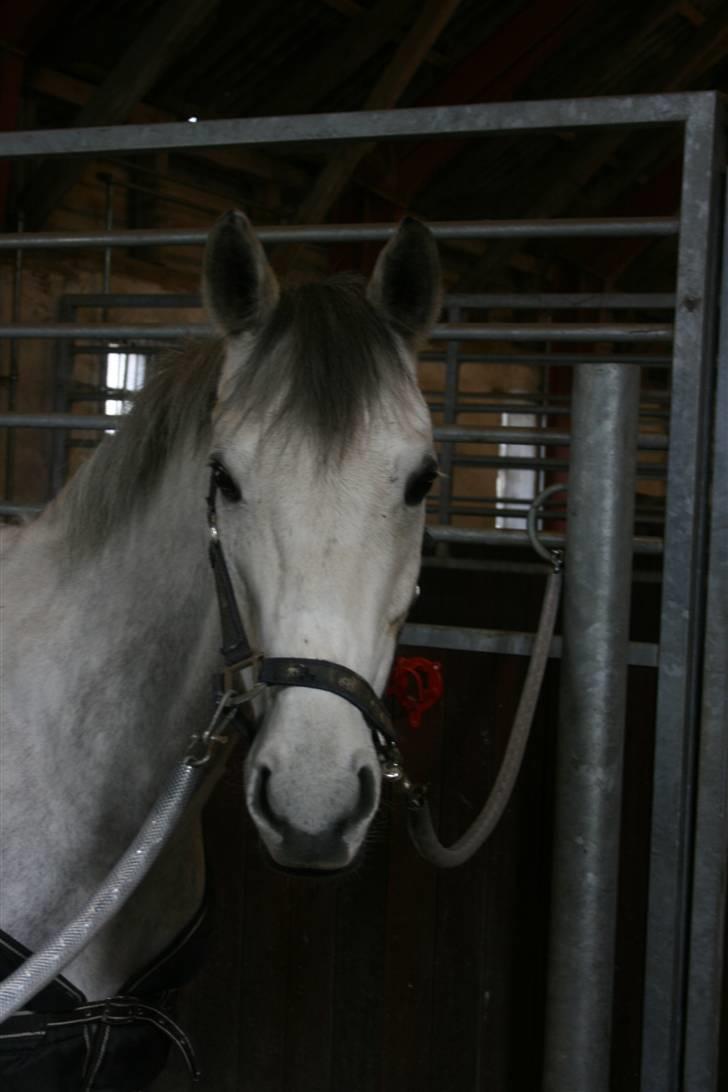 Belgisk Sportspony - Decision - Decision min dejlige dreng <3 billede 1