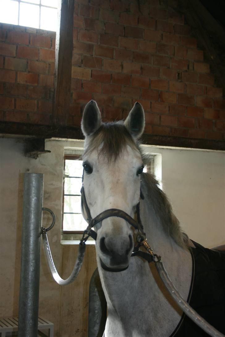 Belgisk Sportspony - Decision - Decision :) billede 2