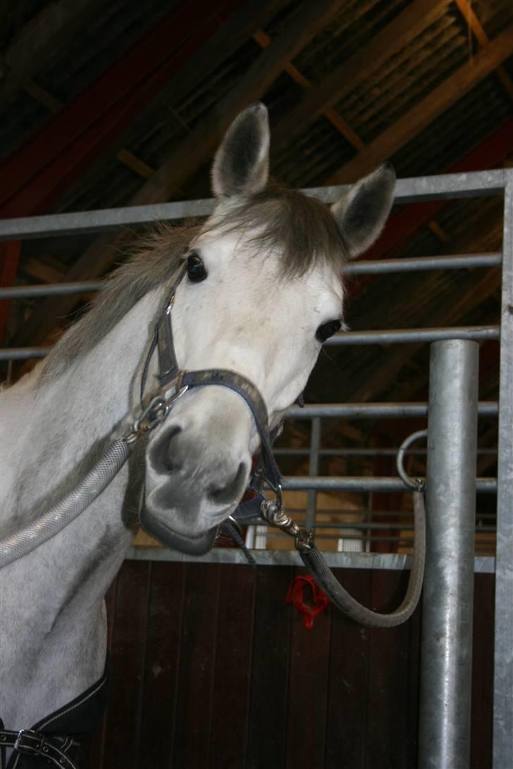 Belgisk Sportspony - Decision - dec. som lige skulle se hvad der nu foregik ;) hihi billede 3