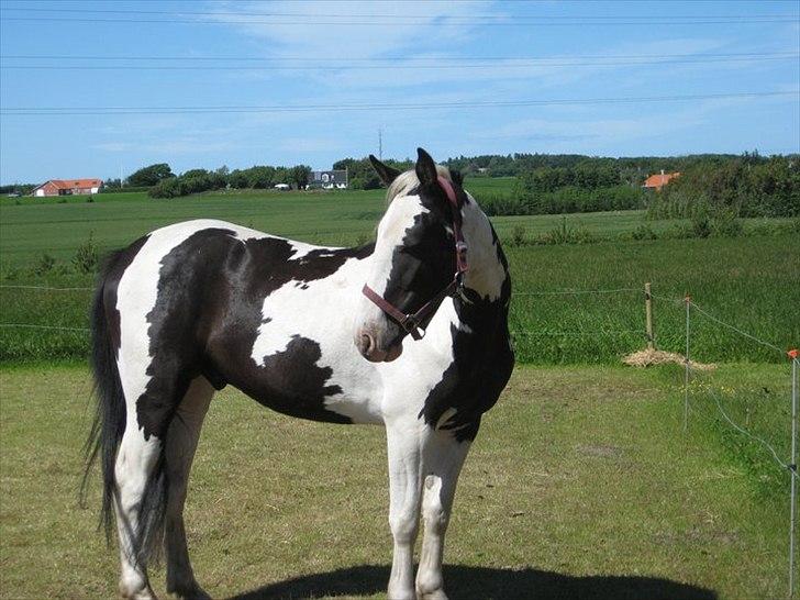 Anden særlig race Dolcé - Sommer (-:  billede 4