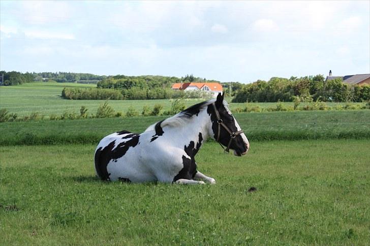 Anden særlig race Dolcé - Sommer 2010. billede 5
