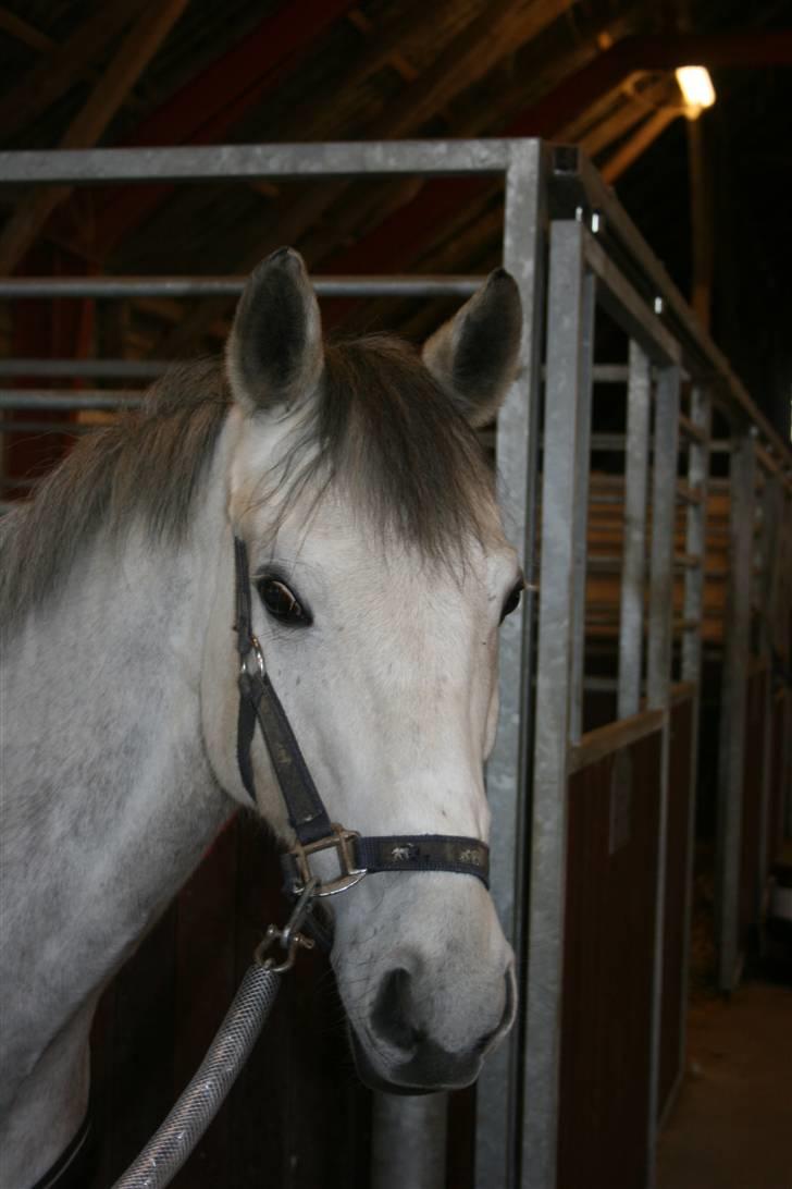 Belgisk Sportspony - Decision - Decman <3 billede 4