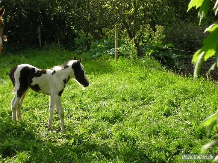 Anden særlig race Dolcé billede 6