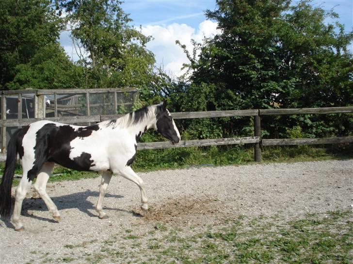 Anden særlig race Dolcé billede 8