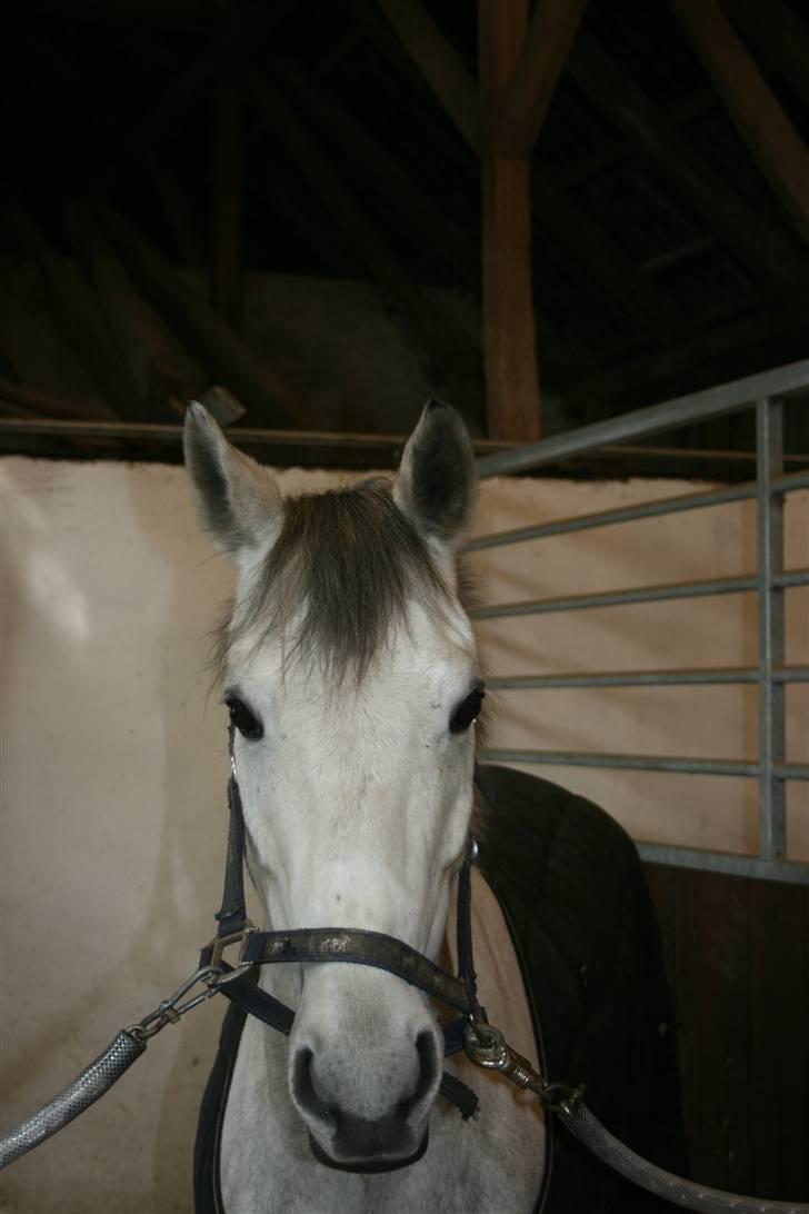 Belgisk Sportspony - Decision - Demcision <3 billede 5