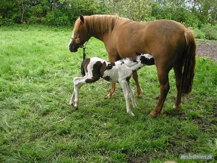 Anden særlig race Dolcé billede 9