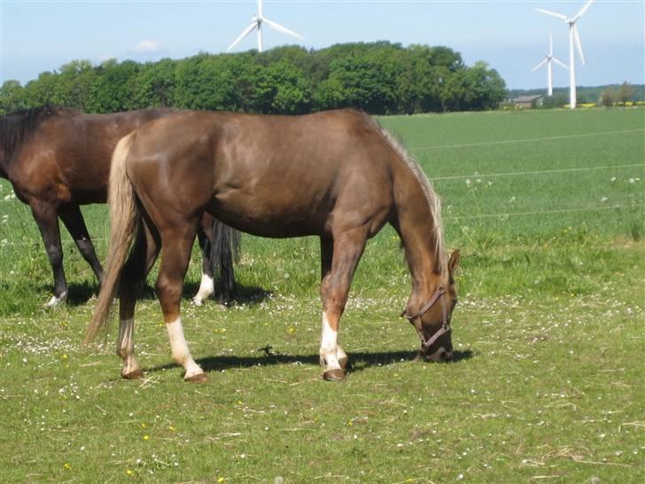 Palomino Mia Maya *SOLGT* - Billede 1: Fold billede - Taget d. 16 maj 2008 billede 1