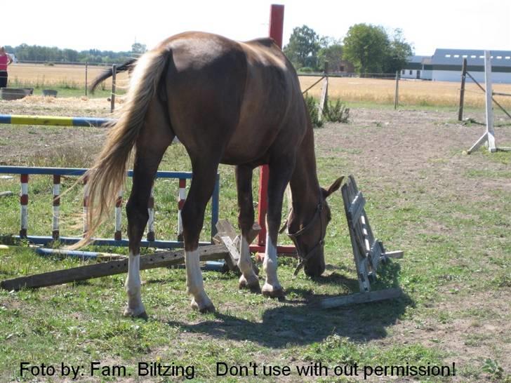 Palomino Mia Maya *SOLGT* - Billede 2: Mia spiser gæs mens hun skubber til spring fyld :D billede 2