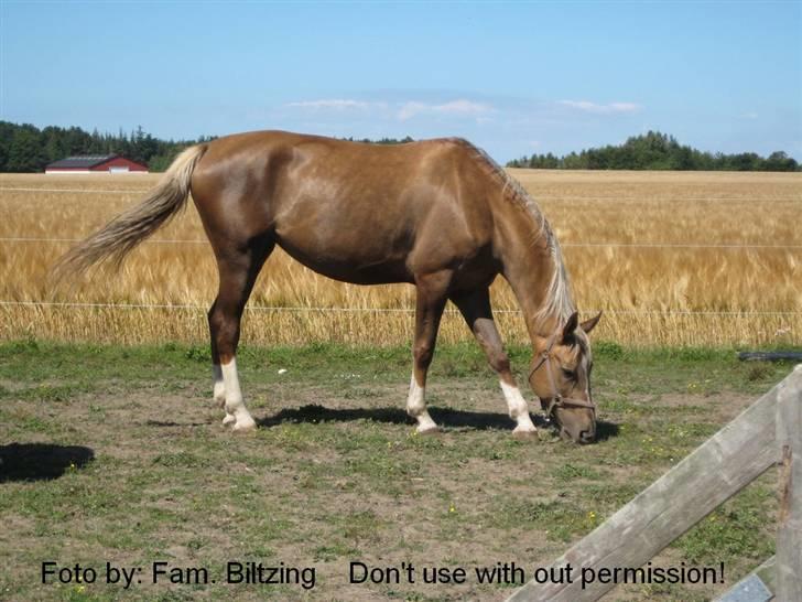 Palomino Mia Maya *SOLGT* - Billede 3: Spiser billede 3