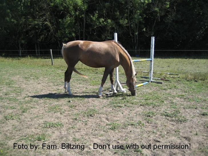 Palomino Mia Maya *SOLGT* - Billede 4: Lidt græs billede 4
