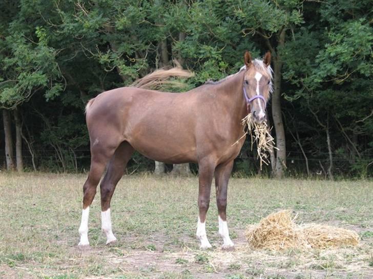 Palomino Mia Maya *SOLGT* - Billede 5: Mia på sin 3 års fødselsdag. Taget af ejerne af Stutteri Østrupgård billede 5