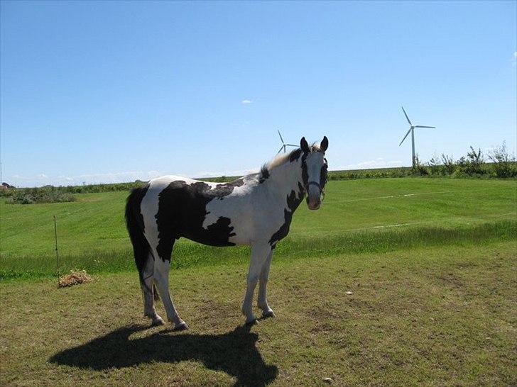 Anden særlig race Dolcé - Savner den hest I:  billede 10