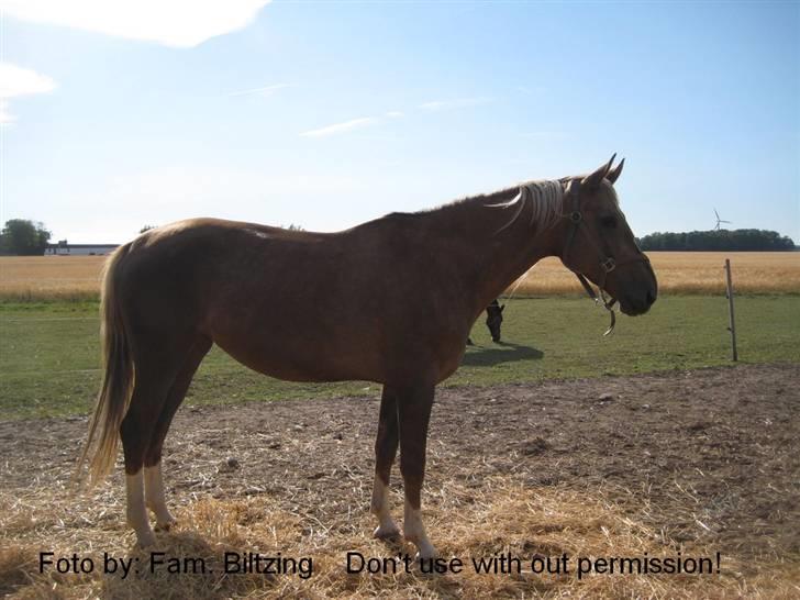 Palomino Mia Maya *SOLGT* - Billede 6: Hun holder skarpt øje med Casino :D billede 6