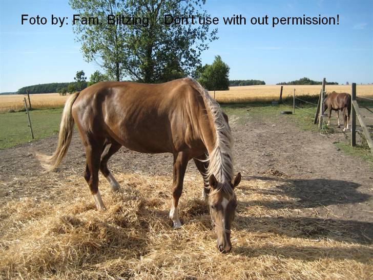 Palomino Mia Maya *SOLGT* - Billede 7: Søde Mia slapper af billede 7