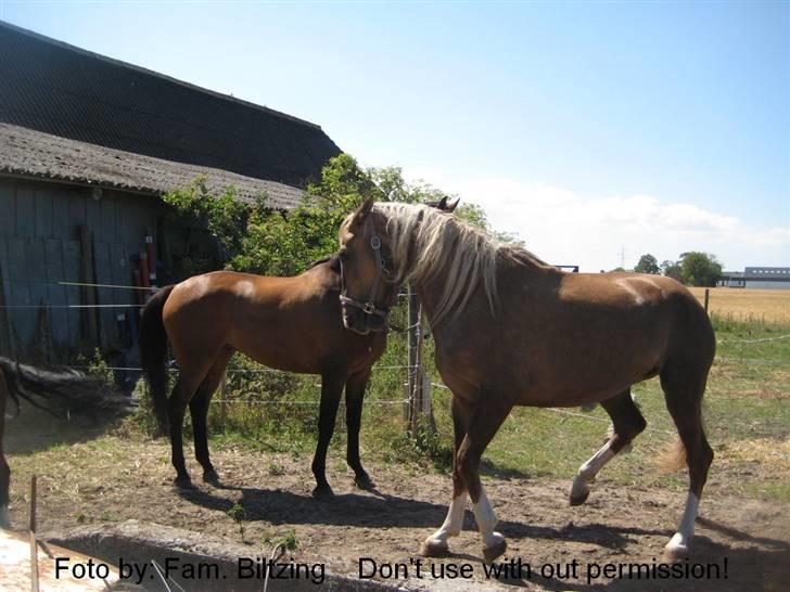Palomino Mia Maya *SOLGT* - Billede 8: Mia er SUR på Casino.... Han stjæler Sahra fra hende :D billede 8