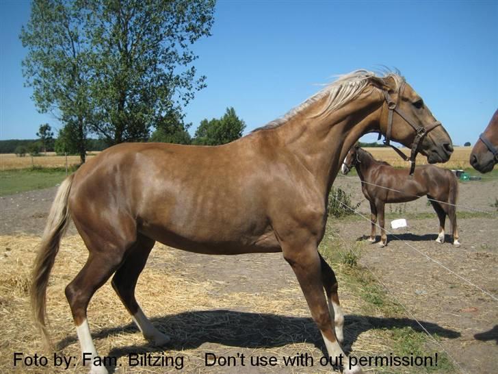 Palomino Mia Maya *SOLGT* - Billede 9: Mia siger: "Hold dig væk fra min MOR!!!!" Mia er jaloux på Casino, da Sahra var vild med ham, og Mia var bestemt ikke tilfreds for Casino, som "stjal" hendes mor :D billede 9