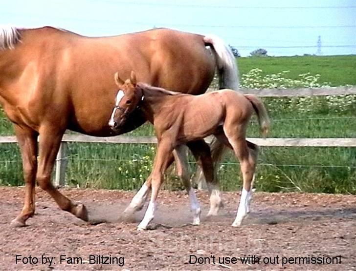 Palomino Mia Maya *SOLGT* - Billede 10: Føl billede fra 2003 billede 10
