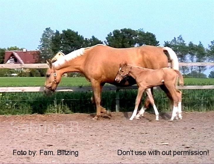 Palomino Mia Maya *SOLGT* - Billede 11: Føl billede fra 2003 billede 11