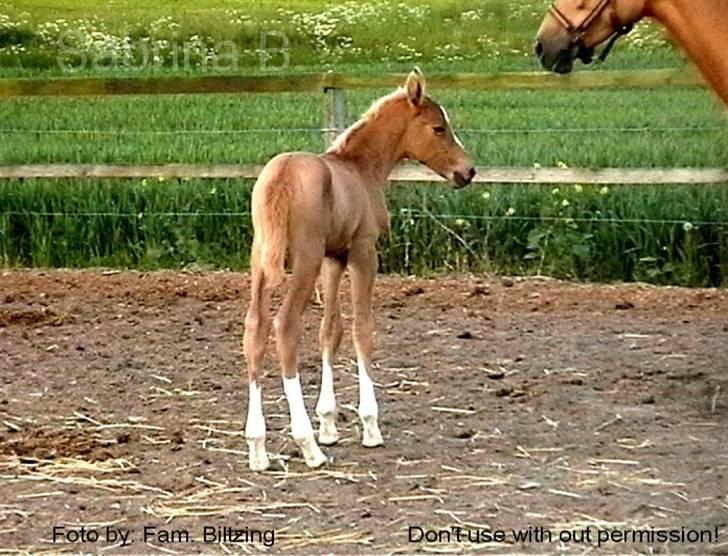Palomino Mia Maya *SOLGT* - Billede 12: Føl billede fra 2003 billede 12