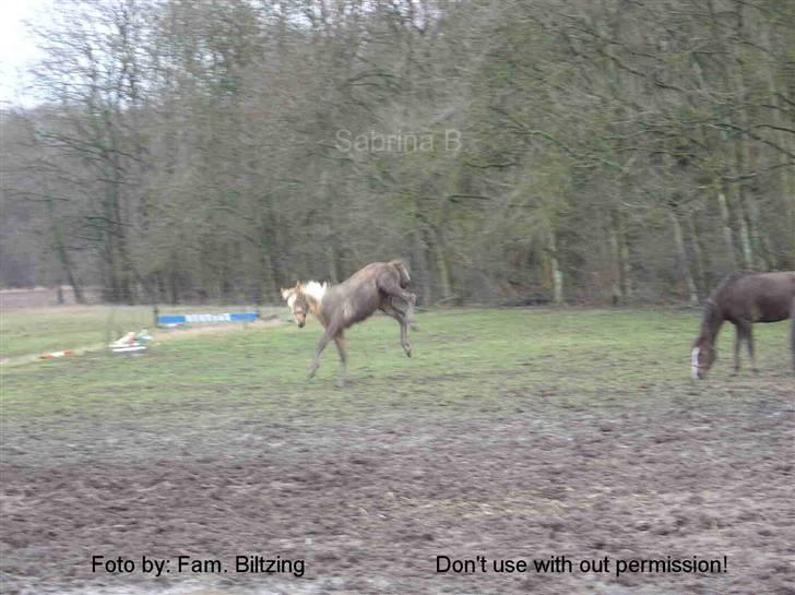 Palomino Mia Maya *SOLGT* - Billede 13: Jeg elsker mudder :D fra 2005 billede 13