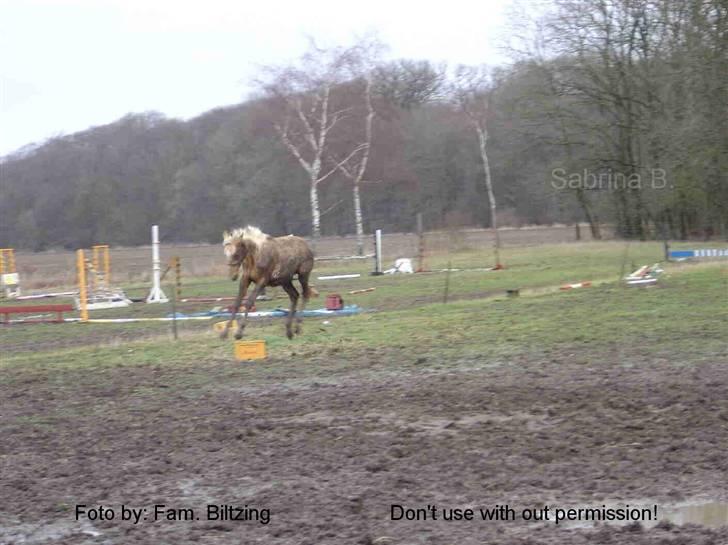 Palomino Mia Maya *SOLGT* - Billede 14: Jeg elsker mudder :D fra 2005 billede 14