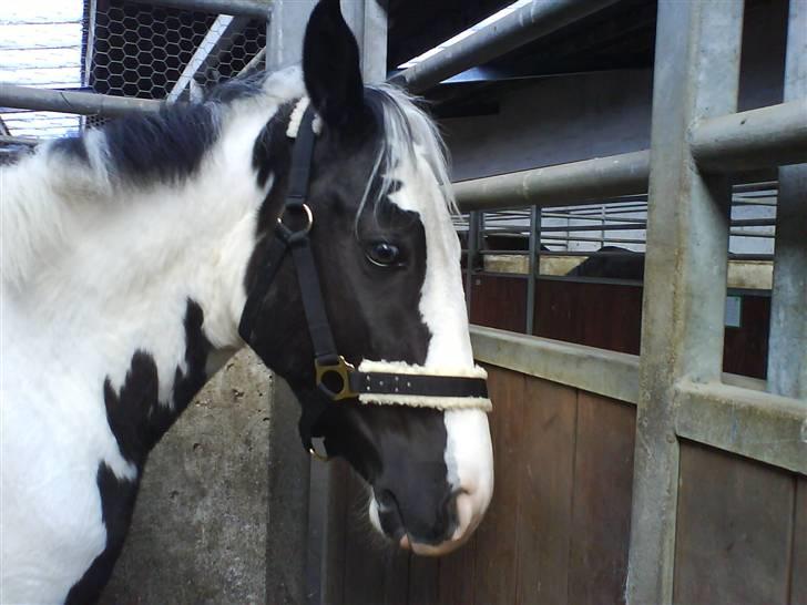Anden særlig race Dolcé billede 11