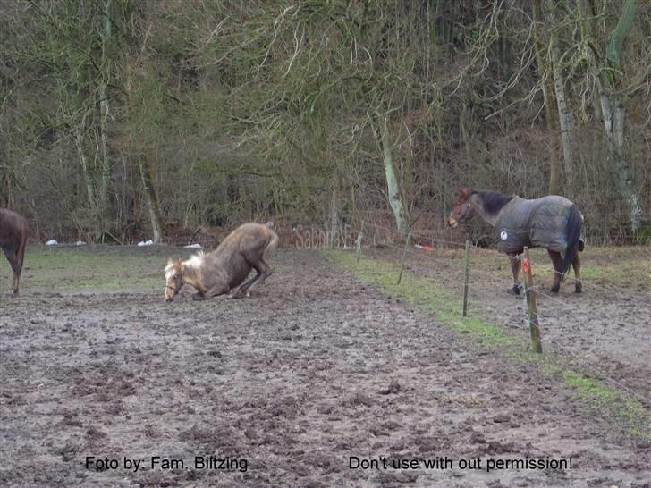 Palomino Mia Maya *SOLGT* - Billede 15: Jeg elsker mudder :D fra 2005 billede 15