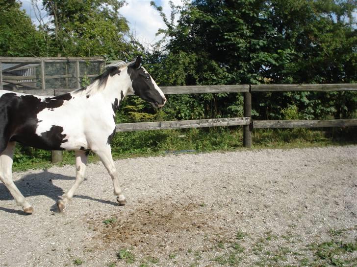 Anden særlig race Dolcé billede 12