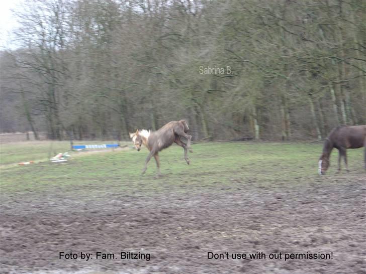 Palomino Mia Maya *SOLGT* - Billede 16: Jeg elsker mudder :D fra 2005 billede 16