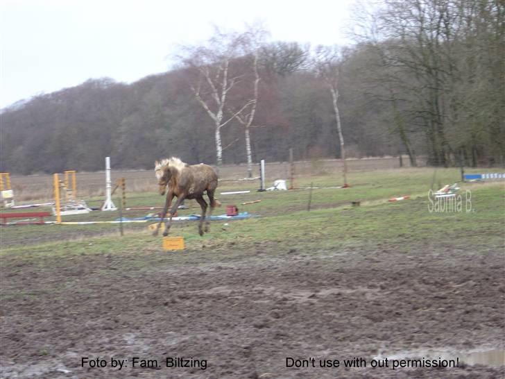 Palomino Mia Maya *SOLGT* - Billede 17: Jeg elsker mudder :D fra 2005 billede 17