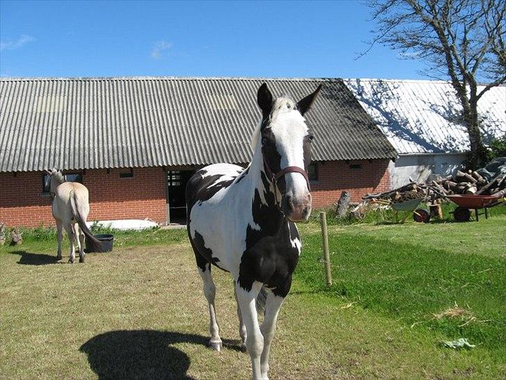 Anden særlig race Dolcé - Baben..  billede 13