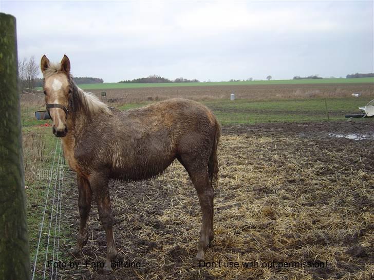 Palomino Mia Maya *SOLGT* - Billede 18: Jeg elsker mudder :D fra 2005 billede 18