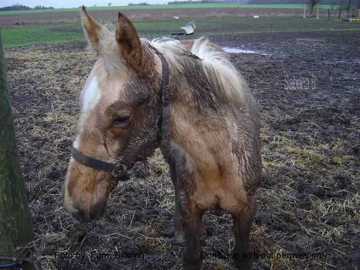 Palomino Mia Maya *SOLGT* - Billede 19: Jeg elsker mudder :D fra 2005 billede 19