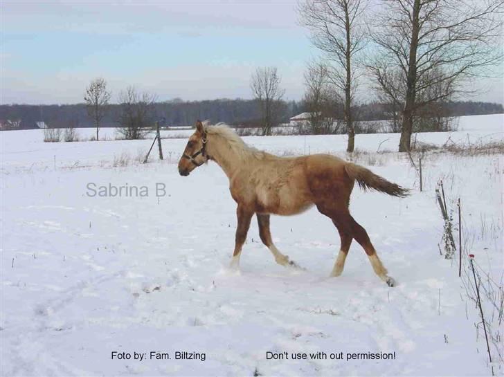 Palomino Mia Maya *SOLGT* - Billede 20: Jeg elsker sne :D fra 2005 billede 20
