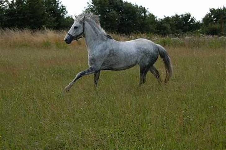 Anden særlig race Koh-I-Noor R.I.P - fold  hos hendes gamle ejer billede 11