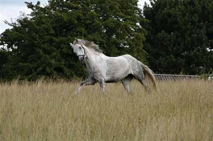 Anden særlig race Koh-I-Noor R.I.P - fold hos kohi´s gamle ejer billede 12